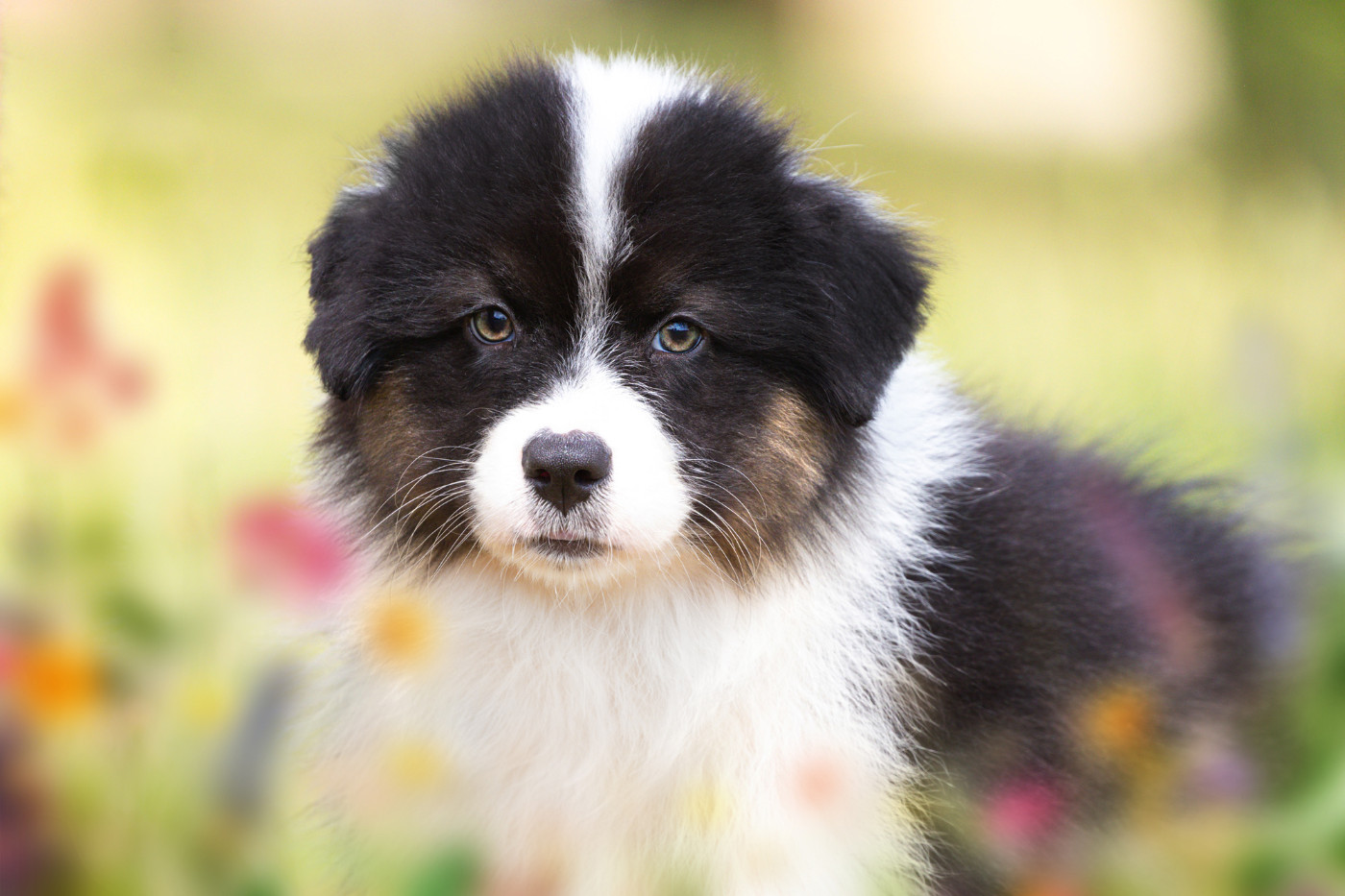 des Légendes de Maika - Chiots disponibles - Berger Australien