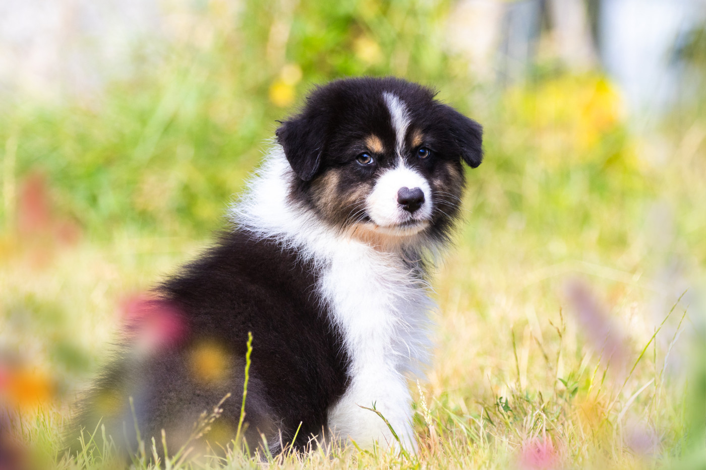 des Légendes de Maika - Chiots disponibles - Berger Australien