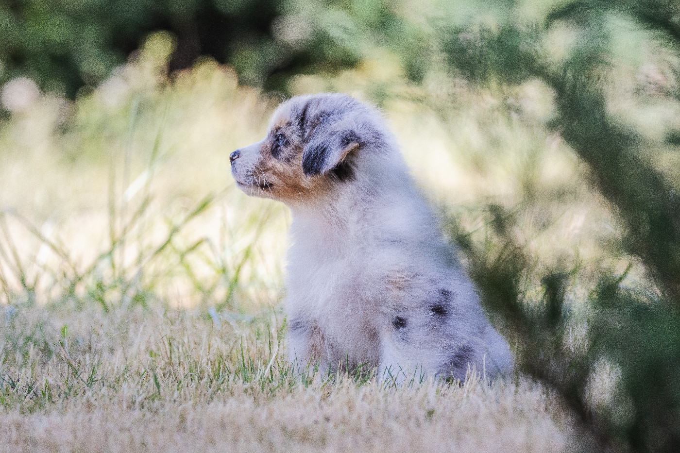 des Légendes de Maika - Chiots disponibles - Berger Australien