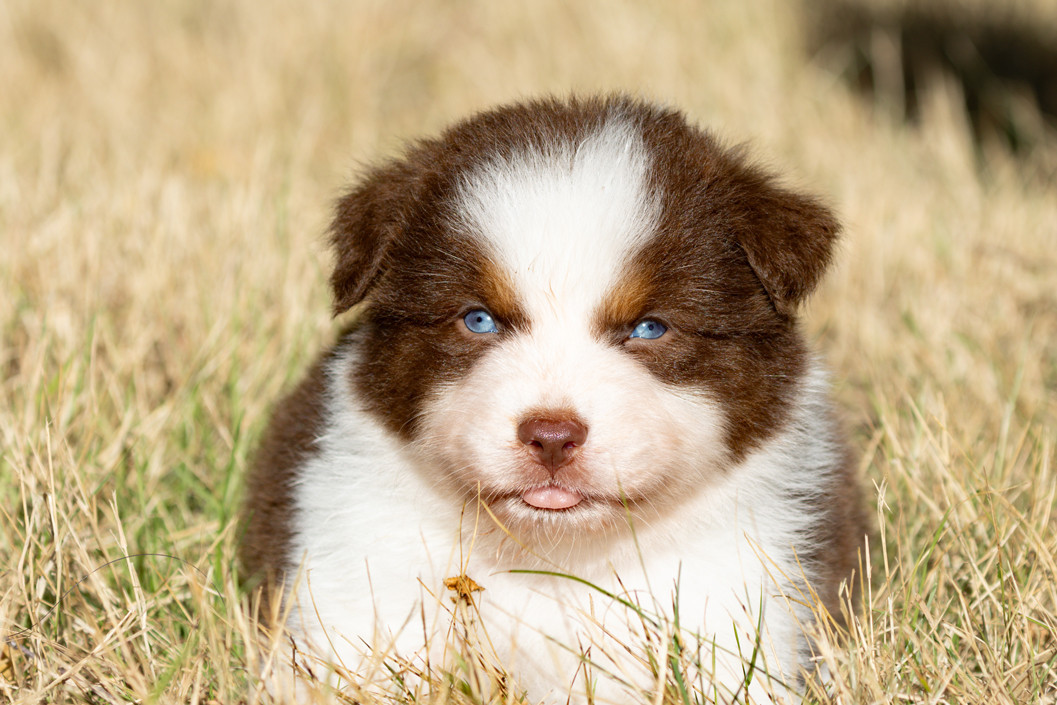 des Légendes de Maika - Chiots disponibles - Berger Australien