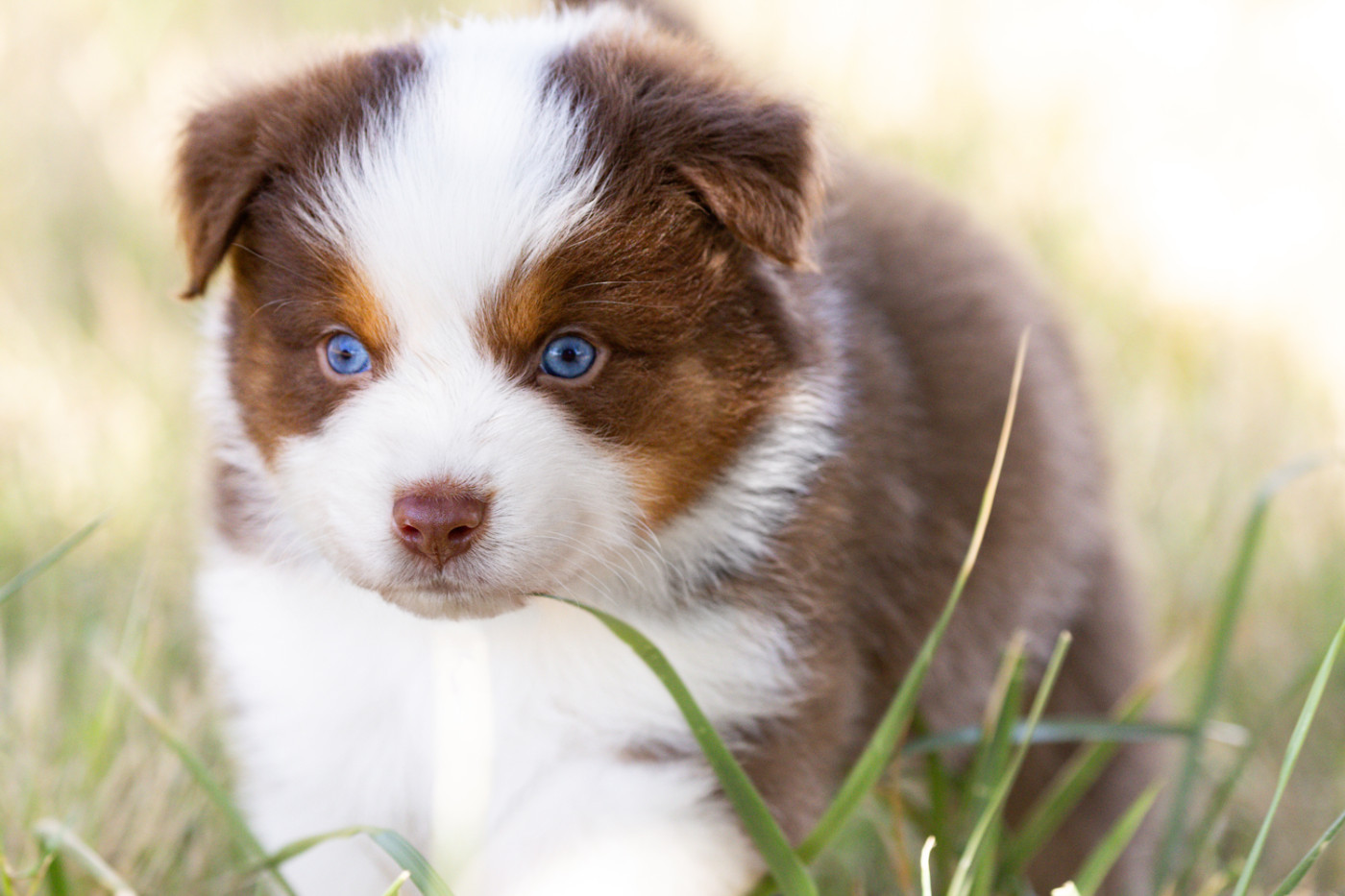 des Légendes de Maika - Chiots disponibles - Berger Australien
