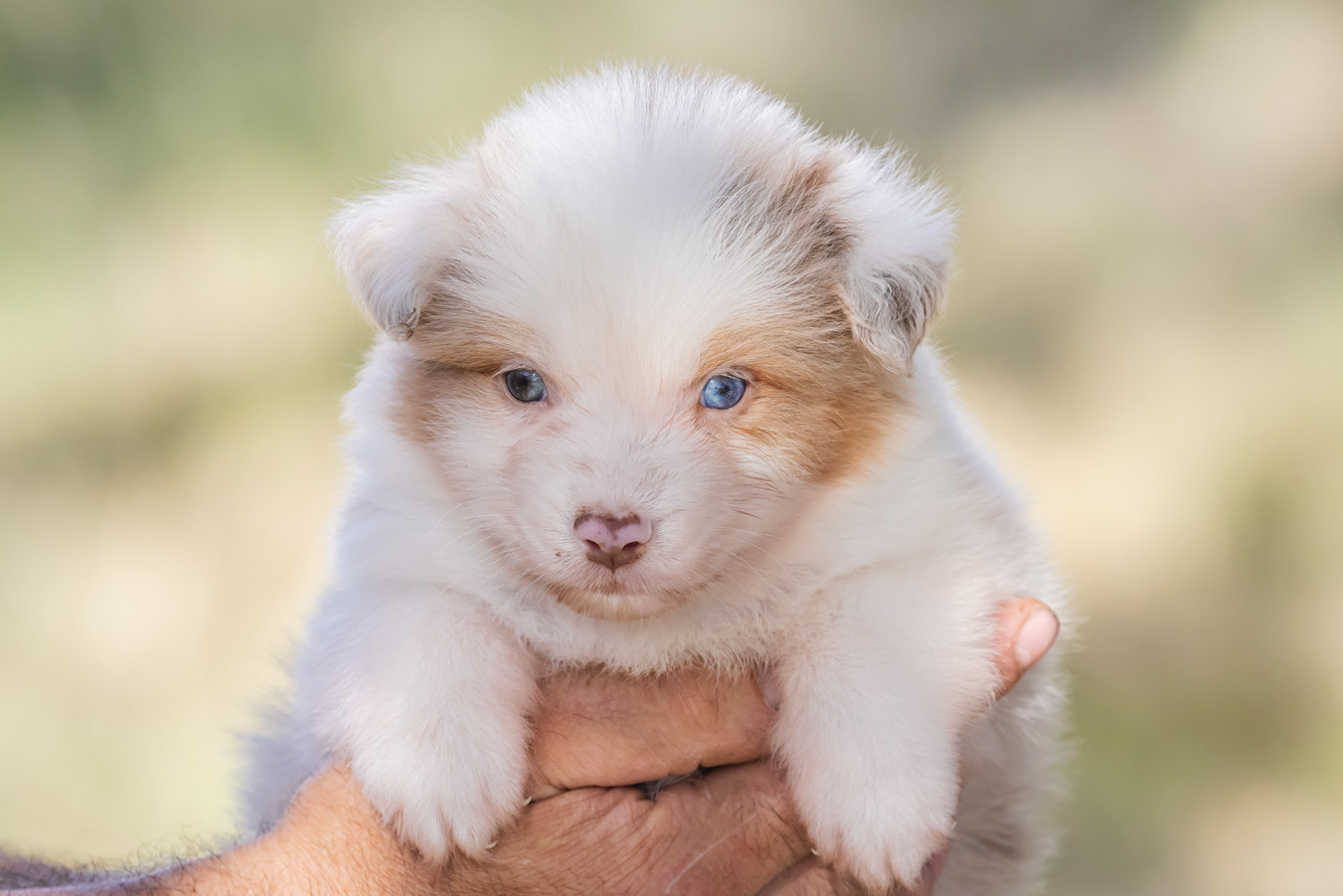 des Légendes de Maika - Chiots disponibles - Berger Australien