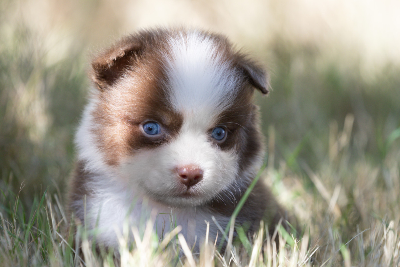 des Légendes de Maika - Chiots disponibles - Berger Australien