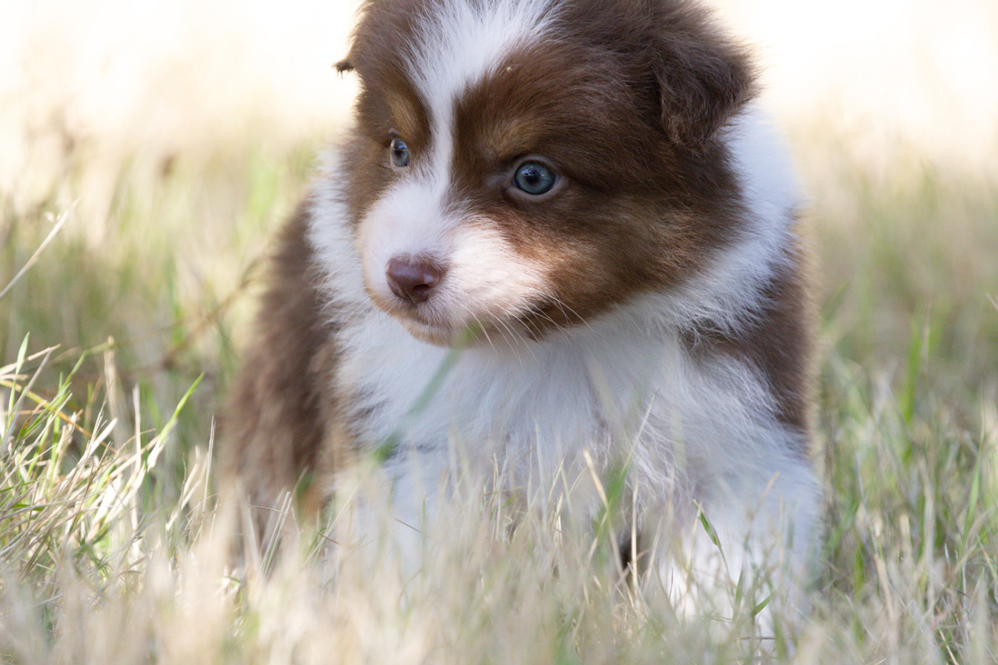 des Légendes de Maika - Chiots disponibles - Berger Australien