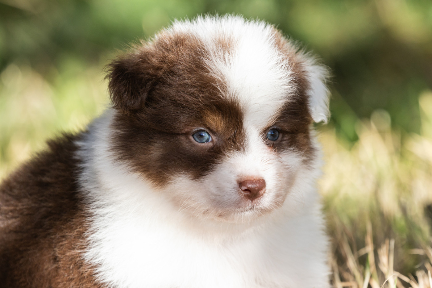 des Légendes de Maika - Chiots disponibles - Berger Australien