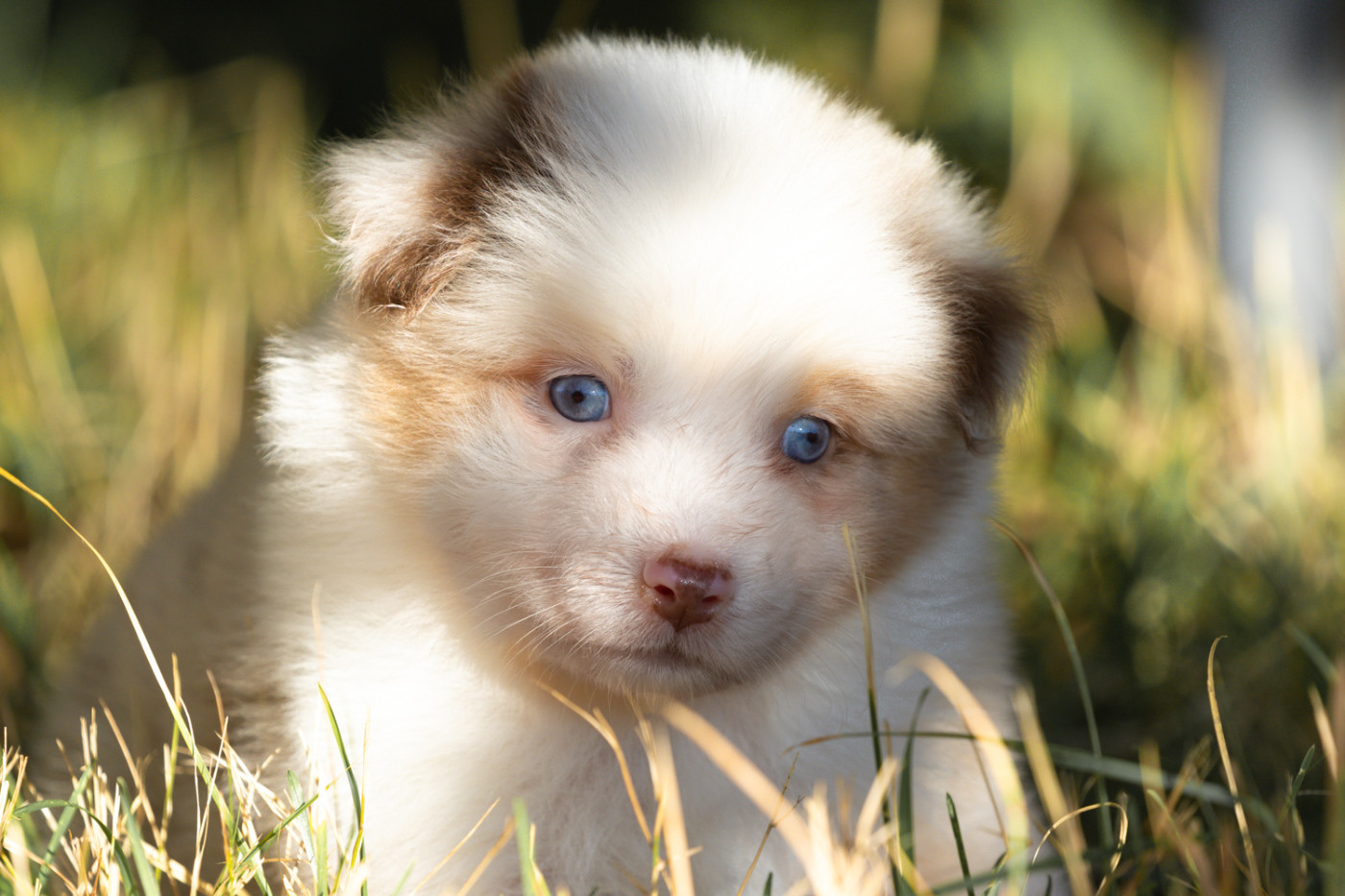 des Légendes de Maika - Chiots disponibles - Berger Australien