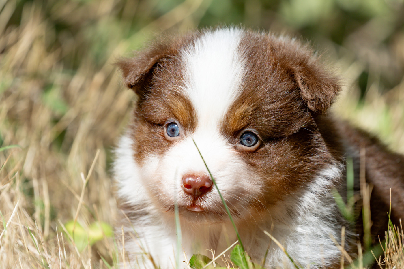 des Légendes de Maika - Chiots disponibles - Berger Australien