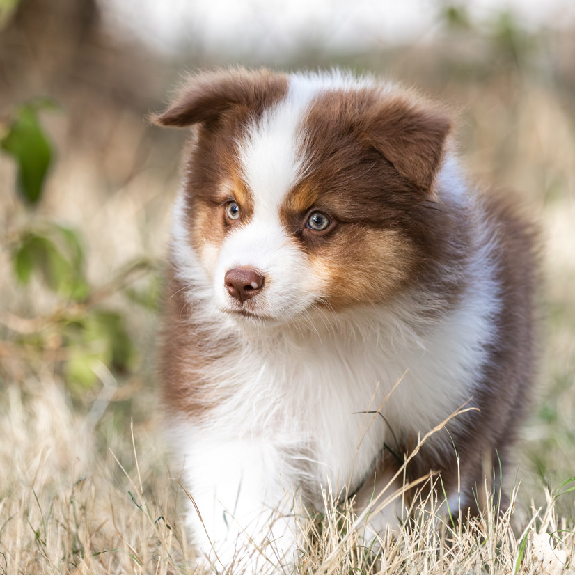 des Légendes de Maika - Chiots disponibles - Berger Australien