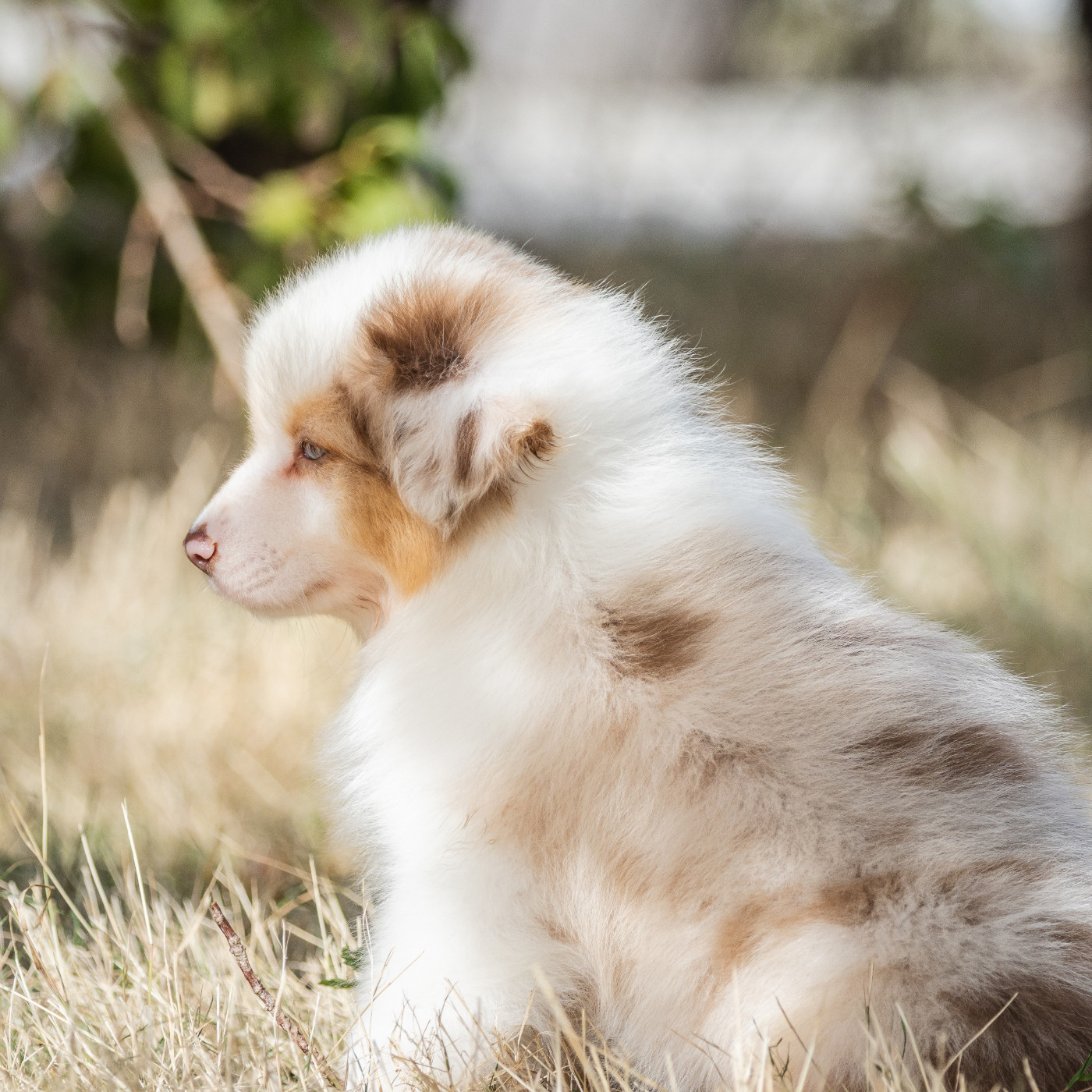 des Légendes de Maika - Chiots disponibles - Berger Australien