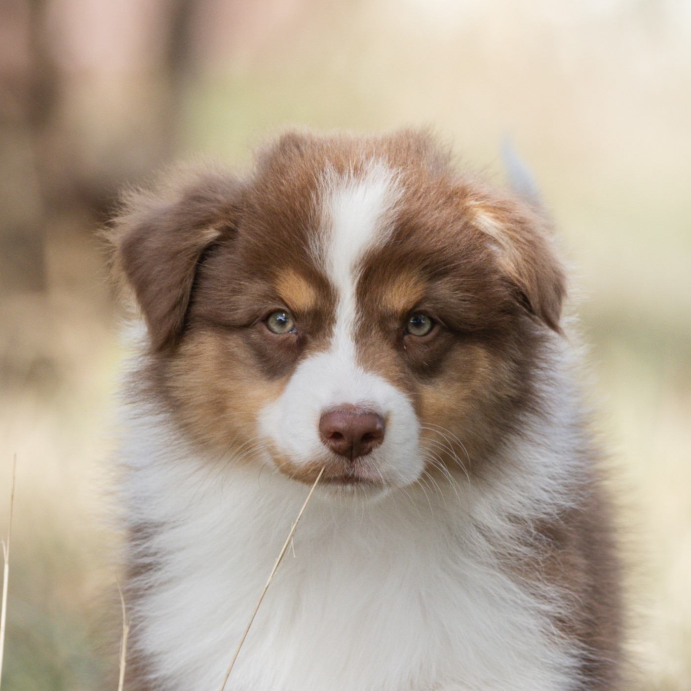 des Légendes de Maika - Chiots disponibles - Berger Australien