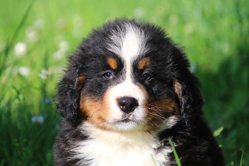 des Légendes de Maika - Chiots disponibles - Bouvier Bernois