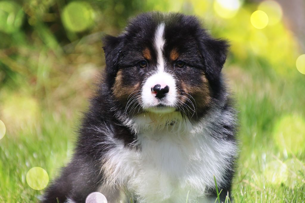 des Légendes de Maika - Chiots disponibles - Berger Australien
