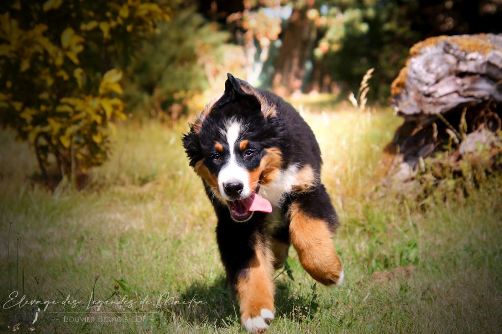 des Légendes de Maika - Chiots disponibles - Bouvier Bernois