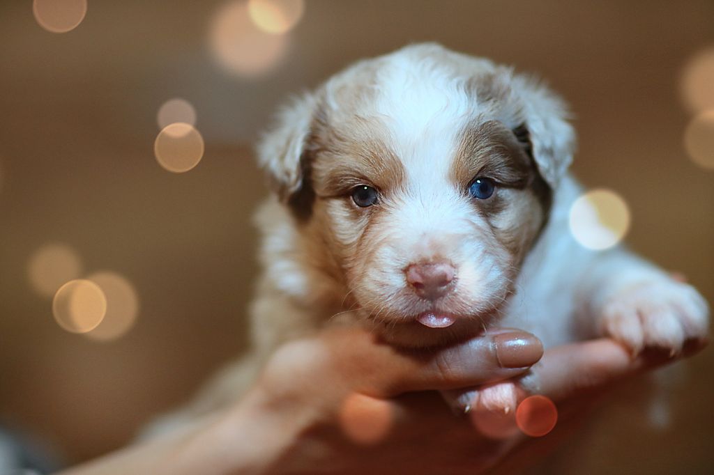 des Légendes de Maika - Chiots disponibles - Berger Australien