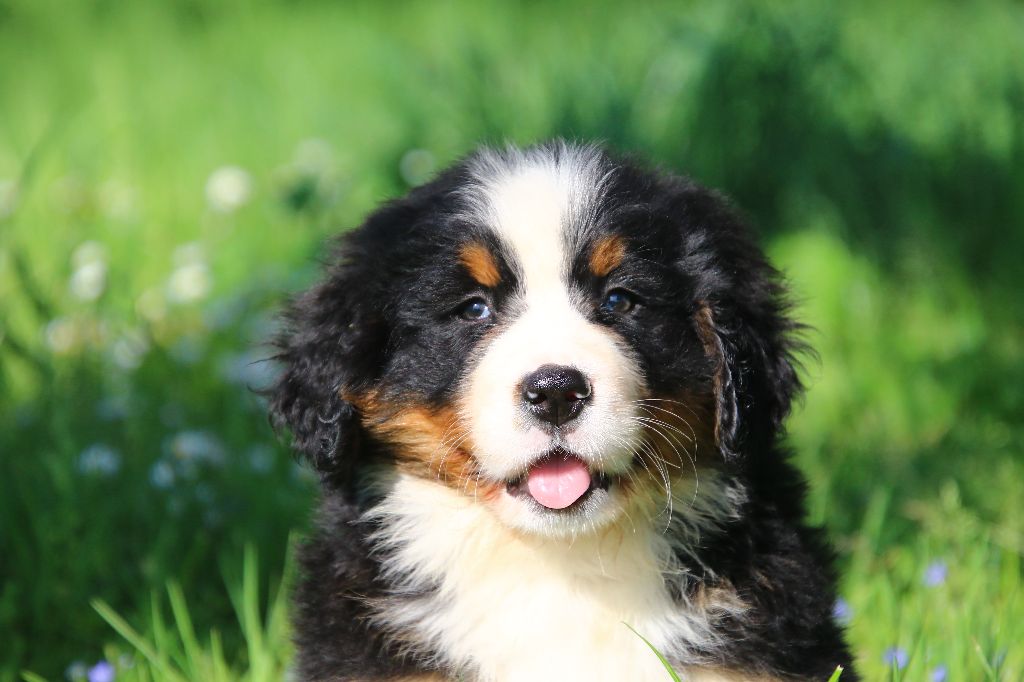 des Légendes de Maika - Chiots disponibles - Bouvier Bernois