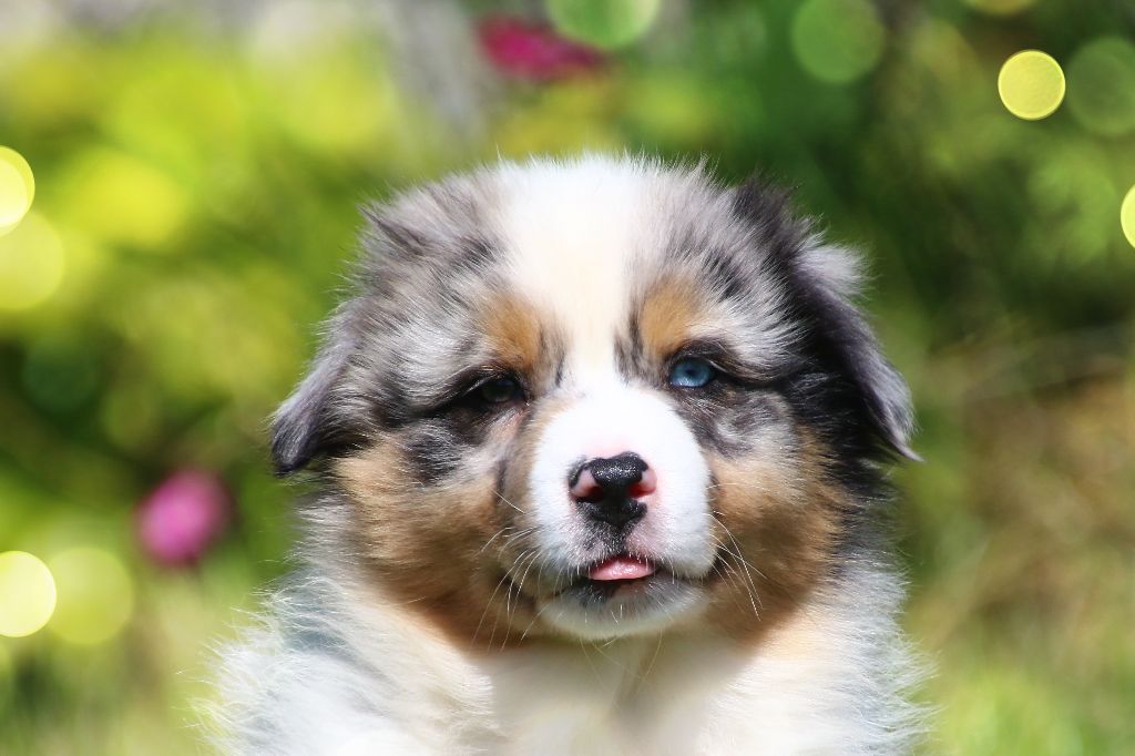 des Légendes de Maika - Chiots disponibles - Berger Australien
