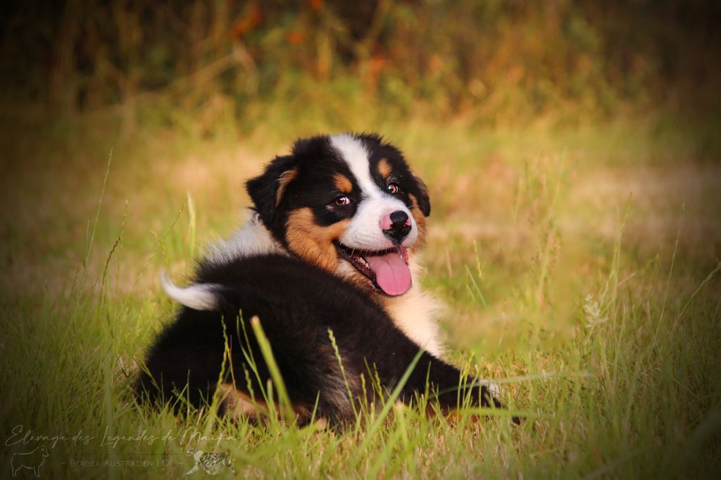 des Légendes de Maika - Chiots disponibles - Berger Australien