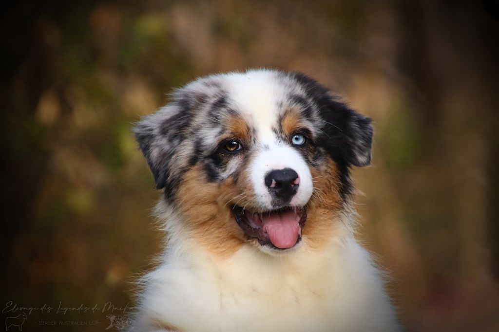 des Légendes de Maika - Chiots disponibles - Berger Australien