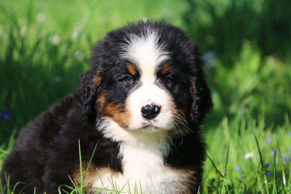 des Légendes de Maika - Chiots disponibles - Bouvier Bernois