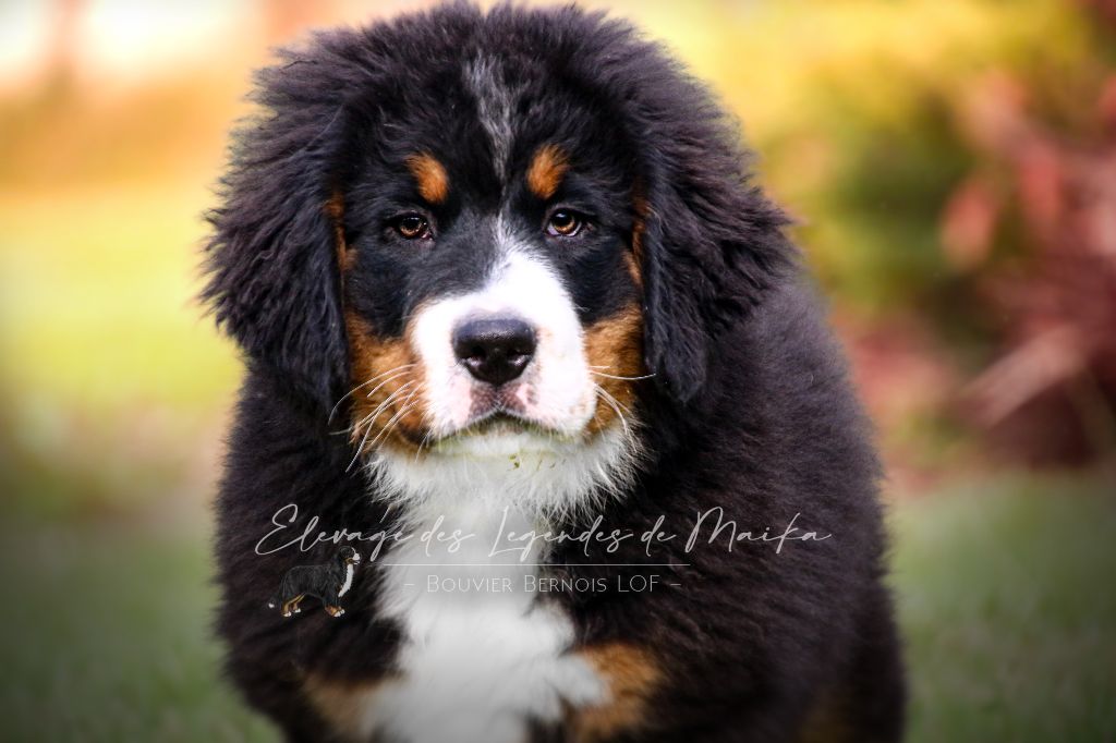 des Légendes de Maika - Chiots disponibles - Bouvier Bernois