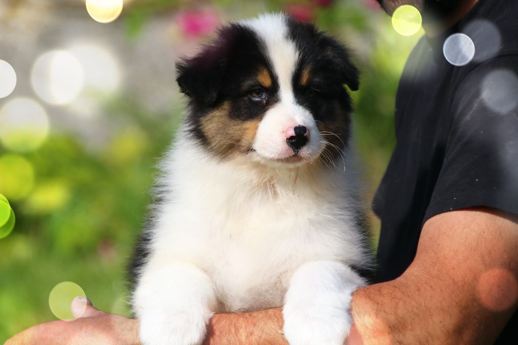 des Légendes de Maika - Chiots disponibles - Berger Australien