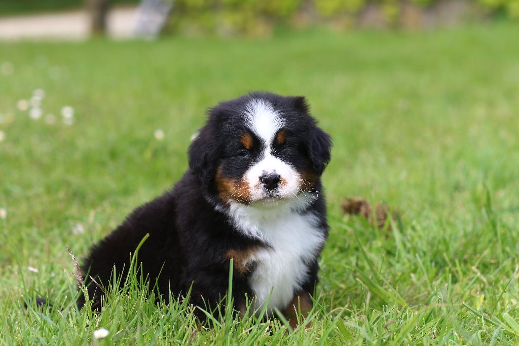 des Légendes de Maika - Chiots disponibles - Bouvier Bernois