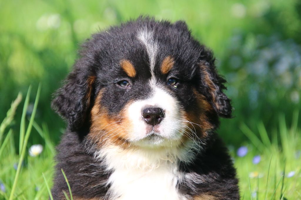 des Légendes de Maika - Chiots disponibles - Bouvier Bernois