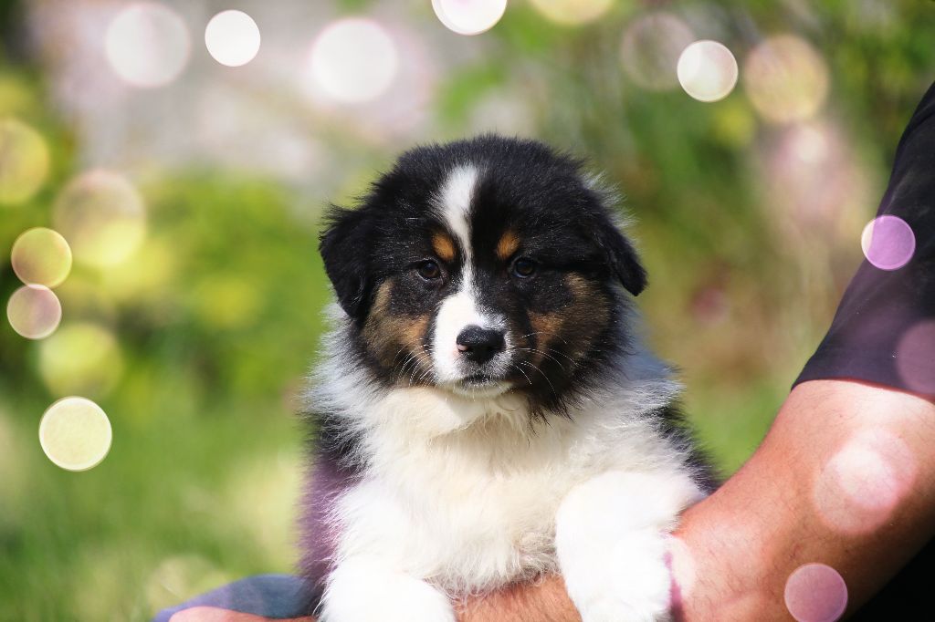 des Légendes de Maika - Chiots disponibles - Berger Australien