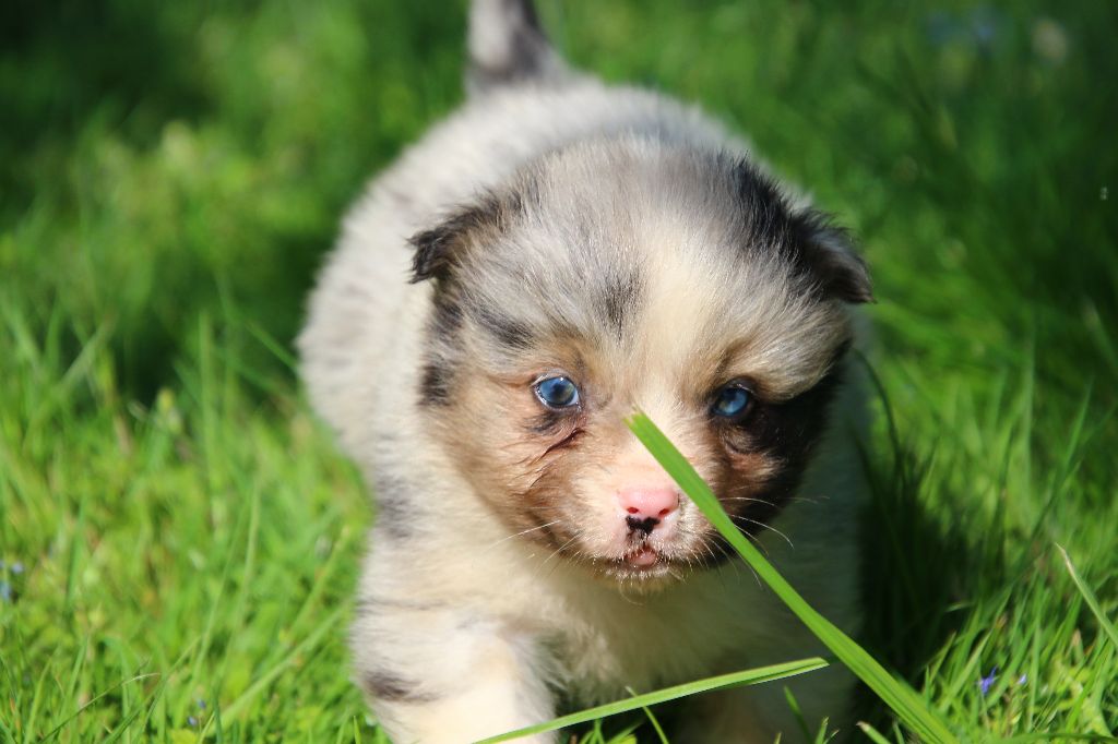 des Légendes de Maika - Chiots disponibles - Berger Australien