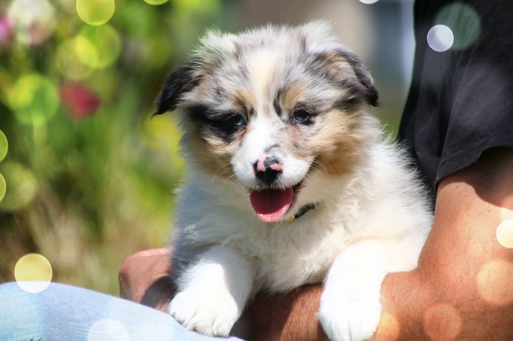 des Légendes de Maika - Chiots disponibles - Berger Australien