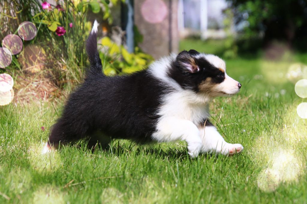 des Légendes de Maika - Chiots disponibles - Berger Australien