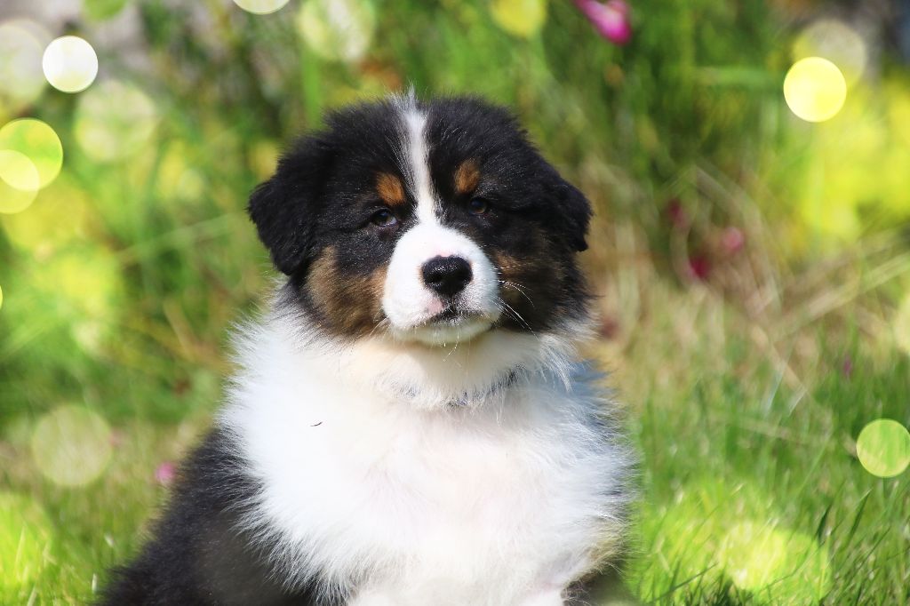 des Légendes de Maika - Chiots disponibles - Berger Australien