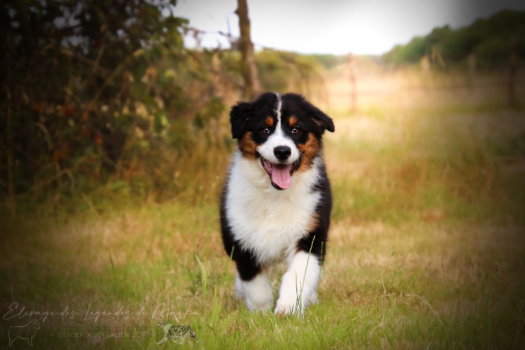 des Légendes de Maika - Chiots disponibles - Berger Australien